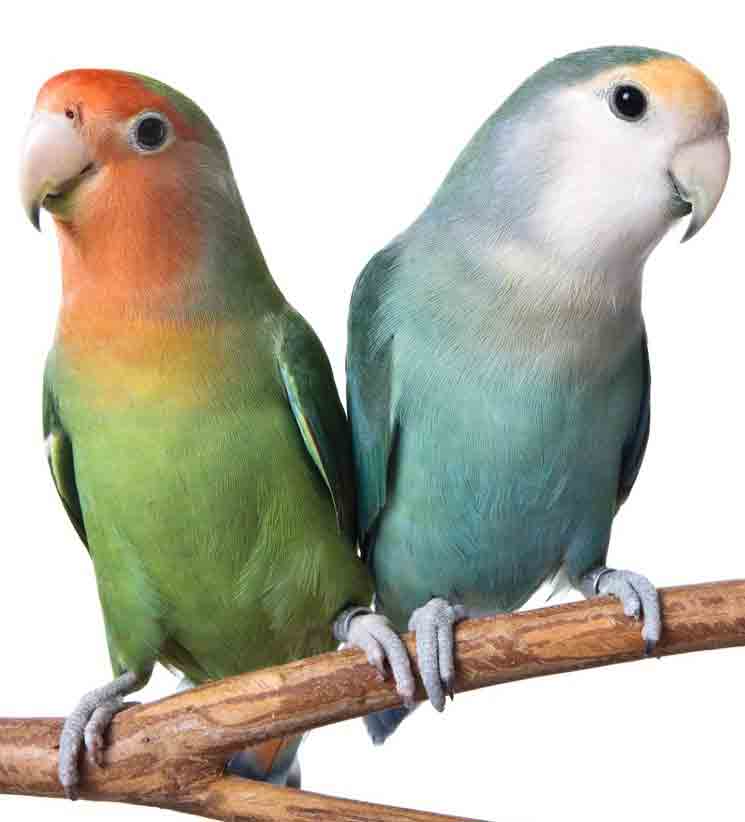 Panduan Lengkap Perawatan Burung Lovebird Untuk Pemula PKBM Celah Cahaya